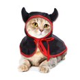 thumbnail image 3 of Lindo disfraz de vampiro para perros, accesorios festivos de Halloween para mascotas, abrigo con capucha para abrigo con temática de vampiro, accesorios para fotos, M, naranja, 3 of 5