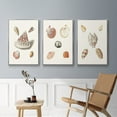 thumbnail image 5 of Pastel Knorr Shells VI - Framed Premium Gallery Wrapped Canvas L Frame 3 Piece Set - Ready to Hang, 5 of 9