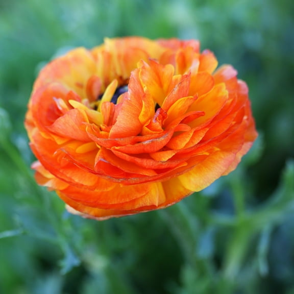 Easy to Grow Ranunculus Flamenco 10 Buttercup Plant Bulbs Spring Flowers