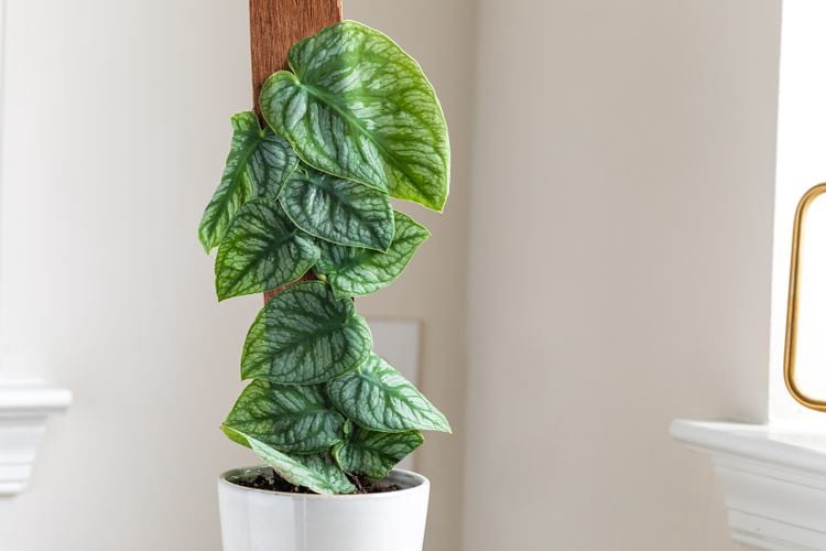 ⭐ Gardenera Monstera Dubia Soil Blend - Perfect Formulation for Optimal Growth and Development - 20 Quart