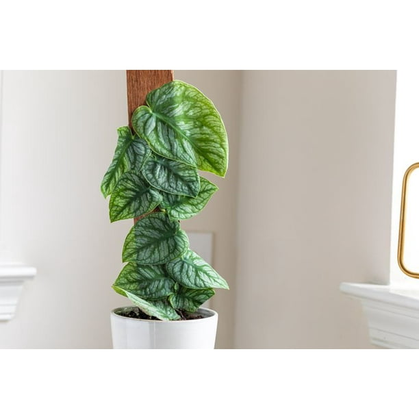 gold pothos Churchill Gold Pothos starter plant **(ALL plants require you to purchase  ANY 2 plants!)**