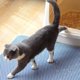 thumbnail image 4 of Tapete para arena para gatos, tapete para gatos, tapete para caja de arena, capa a prueba de agua y opción de almohadilla para cachorros, 4 of 8