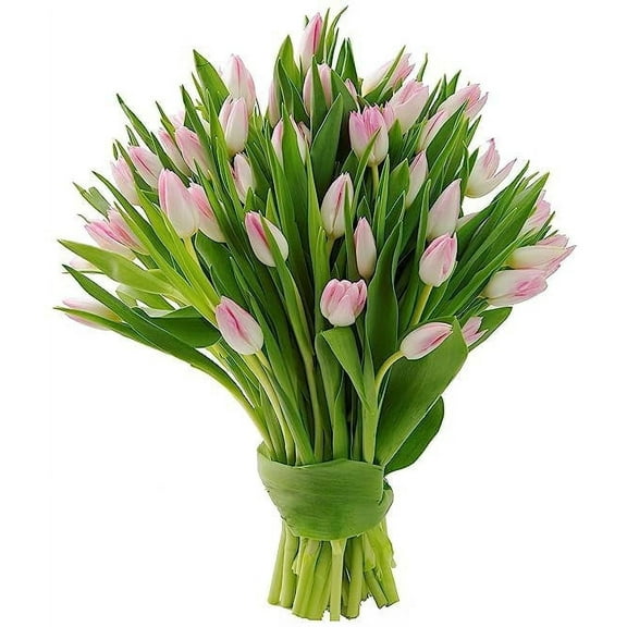 KaBloom :30 Fresh Pink Tulip, Next-Day Delivery, Gift for Every Occasion.
