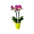 thumbnail image 2 of Mini orquídea en maceta varios modelos 1 pieza, 2 of 2