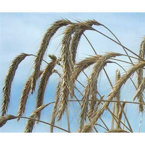 Wrens Abruzzi Winter Rye Grain Seed - 10 Lbs.