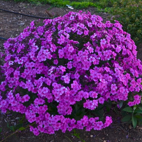 Cloudburst Tall Cushion Phlox | 1 Gallon Size Container