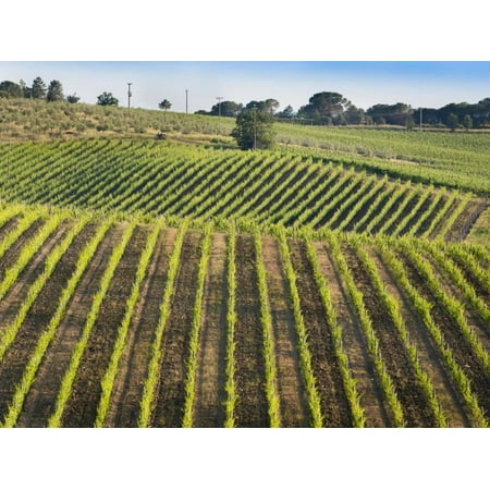 Vineyards in the Chianti region, Tuscany, Italy Print Wall