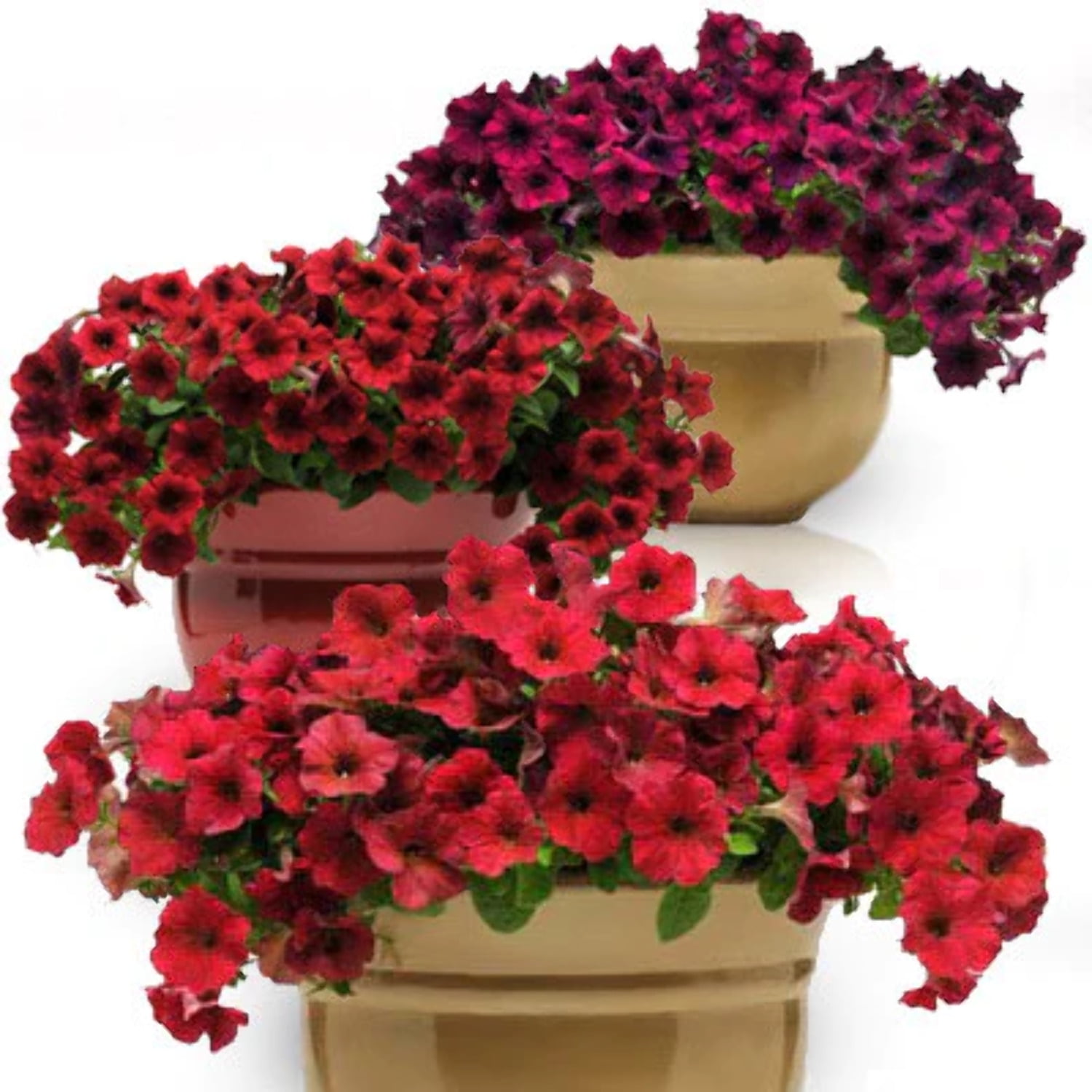 Petunia Seed Collection Easy Wave Petunia Seeds 25 Each Easy Wave
