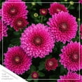thumbnail image 3 of Live Hardy Chrysanthemum in Happy Fall Deco - Purple - Colorful Fall Mums - 15" Tall by 12" Wide in 3 Qt Deco Pot, 3 of 6