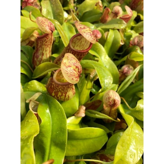 Nepenthes x St. Gaya Pitcher Carnivorous Plants in Separate 2.5 inch containers- Daylily Nursery…one plant