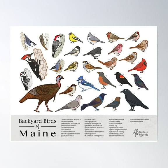 Maine - Backyard Birds Of Maine Field Guide Print - Bird Art Print - Birdsandfriends.Co Poster Wall Art, Modern Wall Decor For Living Room Bedroom, 8x12 UNFRAMED