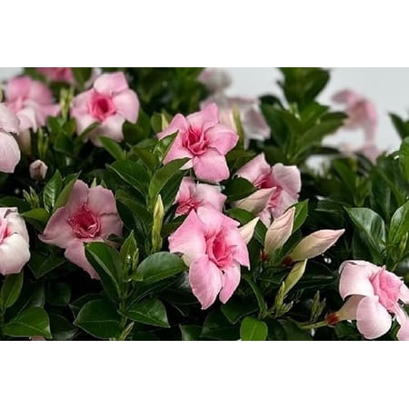 Sandys Nursery Online Mandevilla Double Pink Blush, Gallon Pot