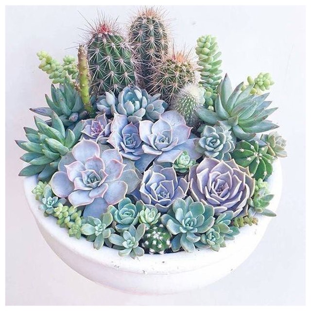 Cuadros Decorativos 5D DIY diamante pintura plantas suculentas completo redondo taladro bordado artesanía decoración JShteea Nuevos Originales