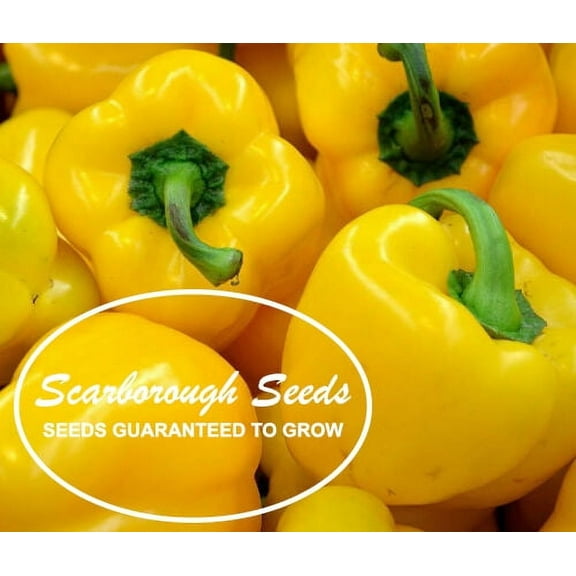 Scarborough Seeds 50 Yellow Golden California Wonder Bell Pepper Plant Seeds