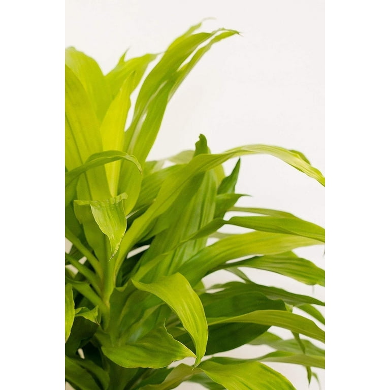 bloody mary philodendron care Philodendron Bloody Mary  ASHIYANA STORE