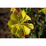 Plant Good Seed Large Flowered / Magic Evening Primrose Seed Packet Perennial Yellow Flower Full Sun
