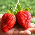 thumbnail image 2 of GSDWIUEW Fresca Strawberry Seeds Everbearing Year-Round Heirloom 15 Seeds, 2 of 8