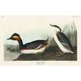thumbnail image 2 of Audubon, John James 24x17 White Modern Wood Framed Museum Art Print Titled - Eared Grebe, 2 of 4