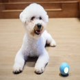 thumbnail image 4 of 3.7V 135mAh Craz Jumping Ball Cheerble Wicked Ball SE Smart Pet Ball Dog Cat Toy Ball Waterproof Super Long Endurance ShopWise Round, 4 of 7