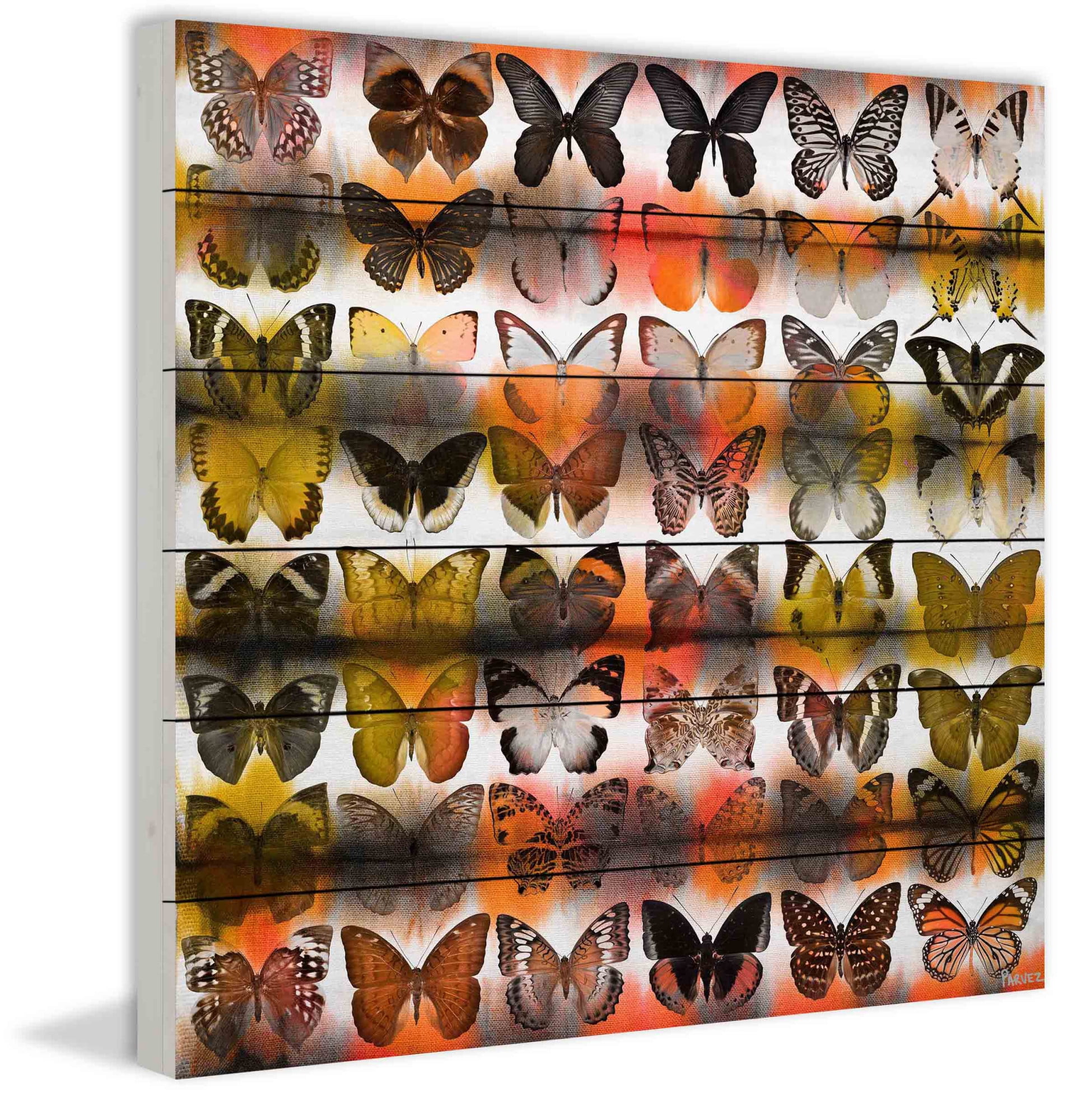 Parvez Taj Moths in Rows Art Print on White Pine Wood