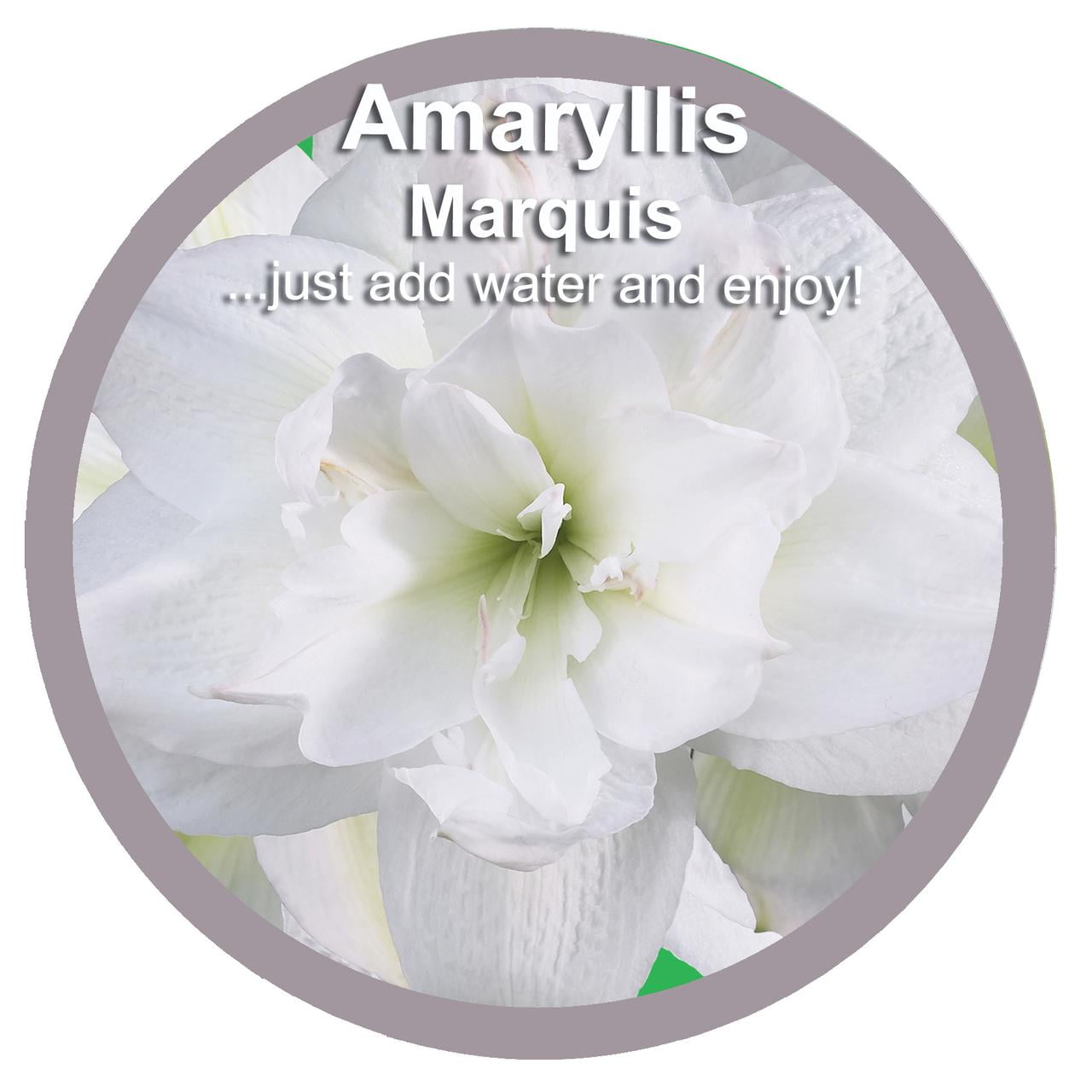 EuroBlooms Amaryllis 'Marquis' in 6-Inch Silver Pot, Indoor White Amaryllis Live Plant