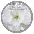 thumbnail image 3 of EuroBlooms Amaryllis 'Marquis' in 6-Inch Silver Pot, Indoor White Amaryllis Live Plant, 3 of 6