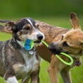 thumbnail image 4 of Billuyoard Juguetes para Mascotas Resistentes a Las mordeduras Cuerda de algodón Bola para Perros Limpieza Masticar Gato Cachorro Juguete Suministros para perros, 4 of 5