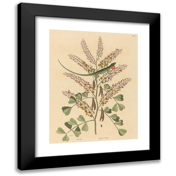 Mark Catesby 12x14 Black Modern Framed Museum Art Print Titled - The Green Lizard of Jamaica (Lacerta Bullaris) (1731-1743)