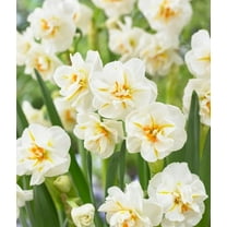 Sir Winston Churchill Daffodil Bulbs for Planting - Easy to Grow Perennial Flowers for Garden or Containers (10 Bulbs)