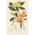 thumbnail image 2 of Friedrich Anton Wilhelm Miquel 16x24 Black Ornate Framed Double Matted Museum Art Print Titled: Annales Botanical Museums (1863), 2 of 5