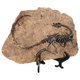 thumbnail image 3 of Simulación de fósil de dinosaurio, artesanía decorativa, adorno fósil de resina, mini fósil de dinosaurio de escritorio., 3 of 6