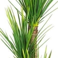 thumbnail image 2 of Nearly Natural 58.5" Yucca Silk Tree with 230 Leaves in Green/Black, 2 of 5
