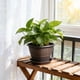 thumbnail image 1 of Maceta grande de plástico estilo mimbre romano | Diseño carnoso y grueso de 20 cm para suculentas, bonsáis, rábanos y hortalizas | Decoración de jardín para exterior e interior, 1 of 6