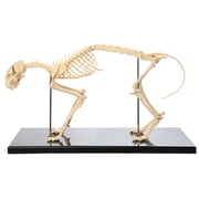 Anatomy Lab Feline Skeleton Model - Fixed Articulation on Base
