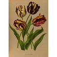 thumbnail image 2 of Arentine H. Arendsen 14x18 Black Ornate Wood Framed Double Matted Museum Art Print Titled - Late Bizarre Tulips (1872-1881), 2 of 5
