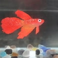 thumbnail image 3 of Miyuadkai Goldfish Clearance Landscaping Fish Tank Decor Glowing Animal Ornament Aquarium Effect Aquarium Accessories Room Decor C, 3 of 3