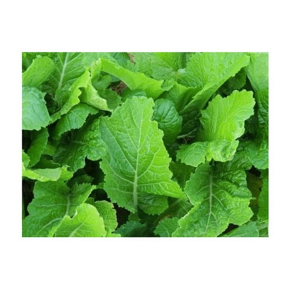 Mustard Florida Broadleaf Great Garden Vegetable Heirloom by Seed Kingdom 1 lb Seeds