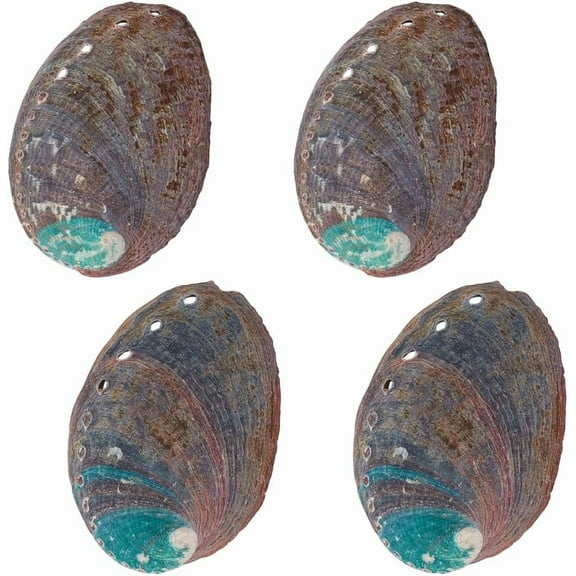 4 PCS Large Abalone Shell 3.5 Inch Natural Abalone Shell Beautiful Smudge Bowl