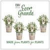 4-Pack, 4.25 in. Eco+Grande, Aromatic Thyme, Live Plant, Herb