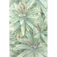 thumbnail image 3 of Mahan, Kathy 13x18 Black Modern Framed Museum Art Print Titled - Euphorbia II, 3 of 5