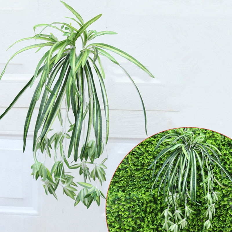 Chlorophytum comosum 'Spider Plant' (Grower's Choice) - Walmart.ca