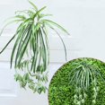 thumbnail image 2 of Chlorophytum comosum « Spider Plant » (Choix du Producteur), 2 of 4