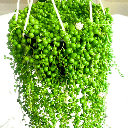 String of Pearls Live Plant in 2'' Pot, Succulent Plants Live, Trailing Succulent Plants, Easy Care Houseplant for Indoor Garden Décor