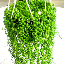 String of Pearls Live Plant in 2'' Pot, Succulent Plants Live, Trailing Succulent Plants, Easy Care Houseplant for Indoor Garden Décor