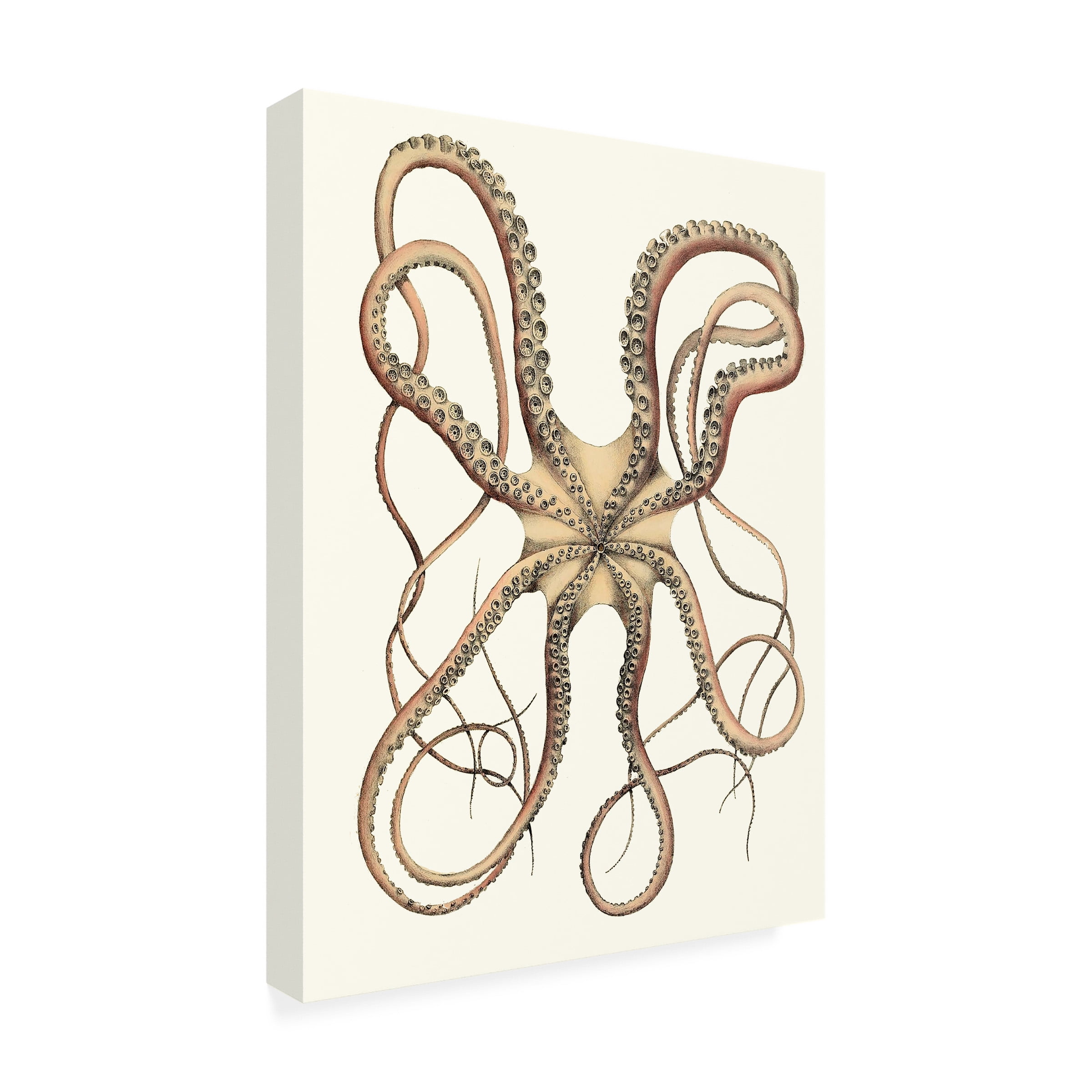 Unknown 'Antique Octopus Collection IV' Canvas Art