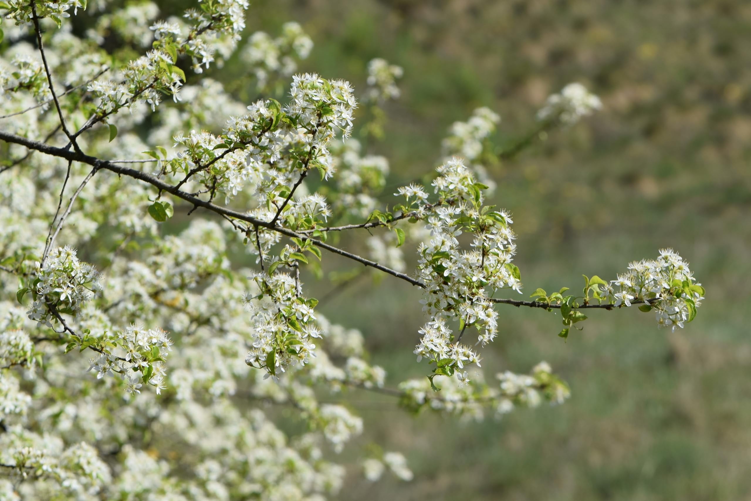 Arabian Cherry Tree | Premium Seeds | Prunus mahaleb 'Spring' | Plants'® (Premium Seeds, 100)