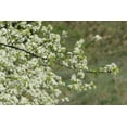 thumbnail image 6 of Arabian Cherry Tree | Premium Seeds | Prunus mahaleb 'Spring' | Plants'® (Premium Seeds, 100), 6 of 9