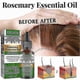 thumbnail image 2 of Fast Growing Anti Hair Loss Essential Oil Rosemary Hair Grow, 2 of 5