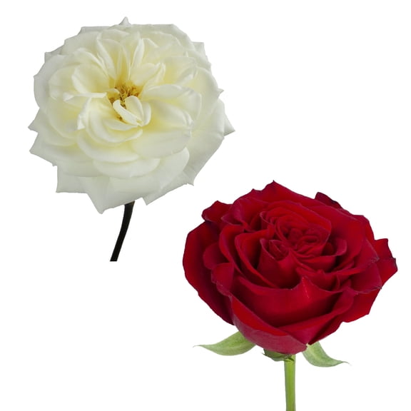 Garden Roses 36 Stems of White & Red Farm Direct Fresh Cut Flowers by Bloomingmore