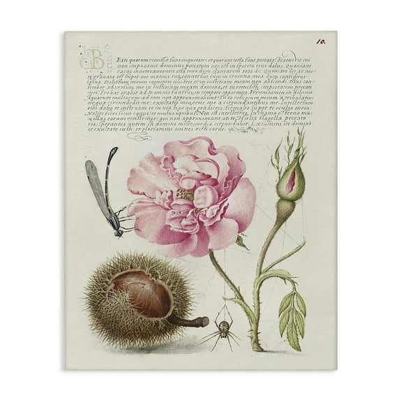 Stupell Industries Antique Study Page Text & Numbers Painting Wrapped Canvas Art Print Wall Art, 16 x 20